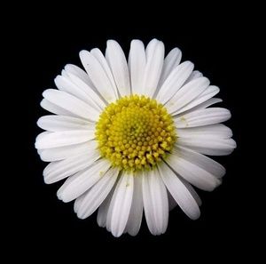 Meet your Posher, Hind